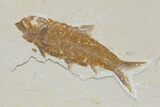 Diplomystus Fossil Fish With Knightia - Wyoming #119472-3